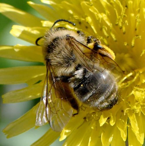 Andrena sp.